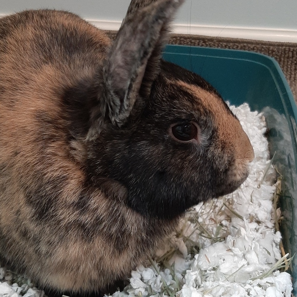 Meet your Posher, Fiona